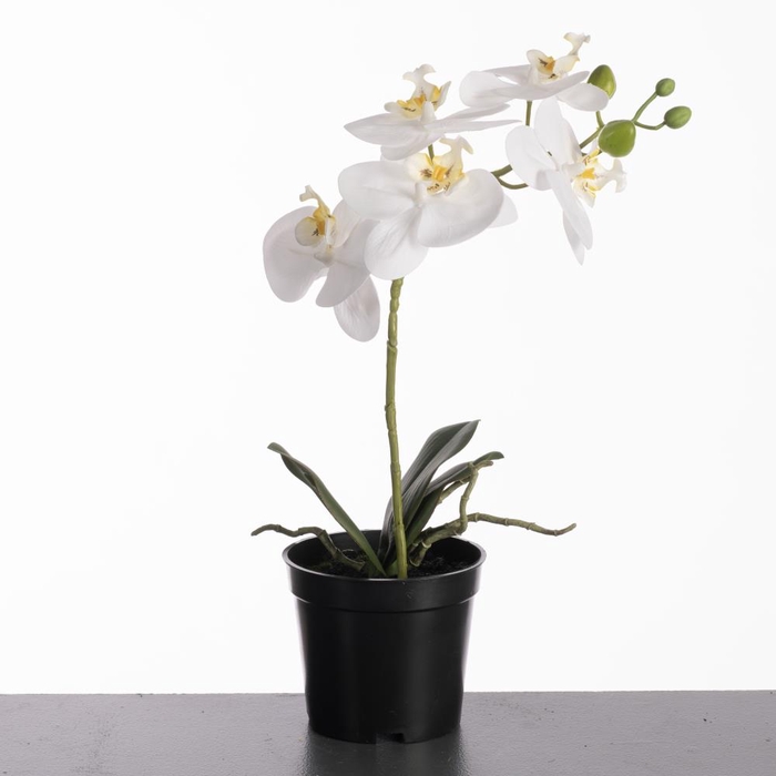 <h4>Af Phalaenopsis Pot 35cm White</h4>