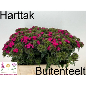 Dianthus barb Amazon Neon Cherry