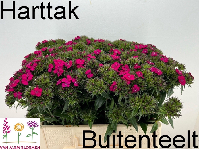 <h4>Dianthus barb Amazon Neon Cherry</h4>