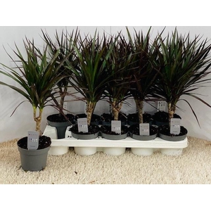 DRA MARGINATA
