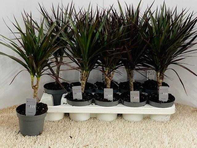 <h4>DRA MARGINATA</h4>