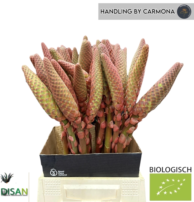 <h4>Aloe Arborescens</h4>