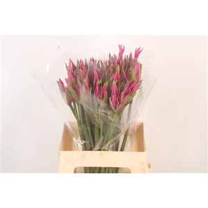 Amarine Bd Anastasia