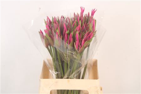 <h4>Amarine Bd Anastasia</h4>