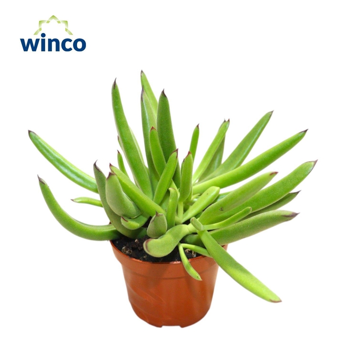 <h4>Cotyledon Orbiculata Verde</h4>