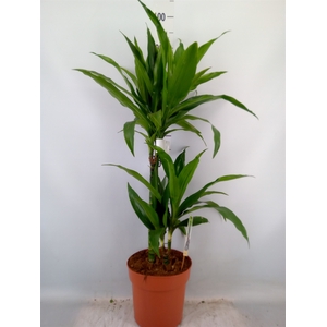 Dracaena frag. 'Janet Craig'