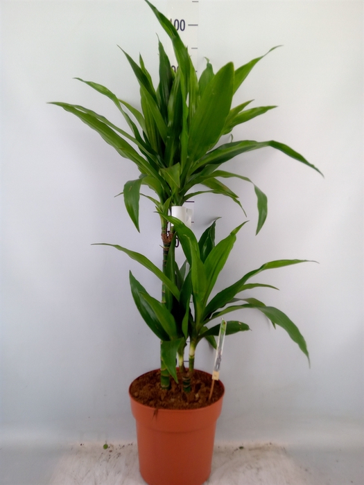 <h4>Dracaena frag. 'Janet Craig'</h4>