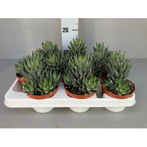 Haworthia Super Fasciata 11 cm