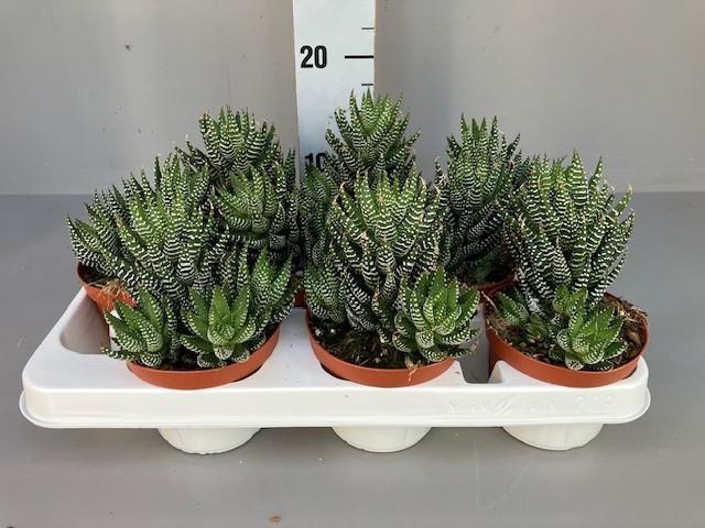 <h4>Haworthia Super Fasciata 11 cm</h4>