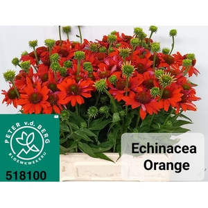 ECHI PURPUREA
