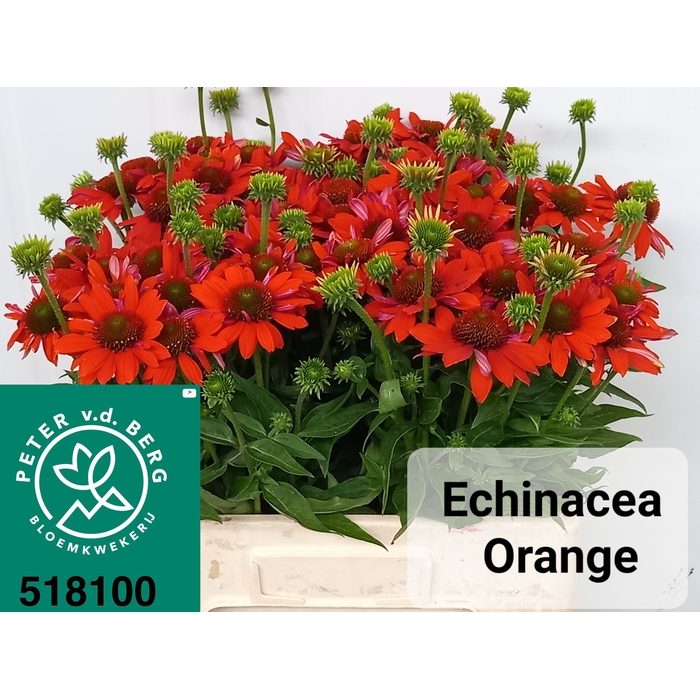 <h4>ECHI PURPUREA</h4>