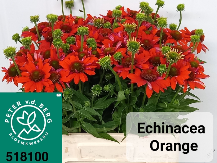 ECHI PURPUREA