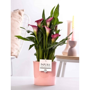 Zantedeschia pink in P&PURE Essential ceramics pink