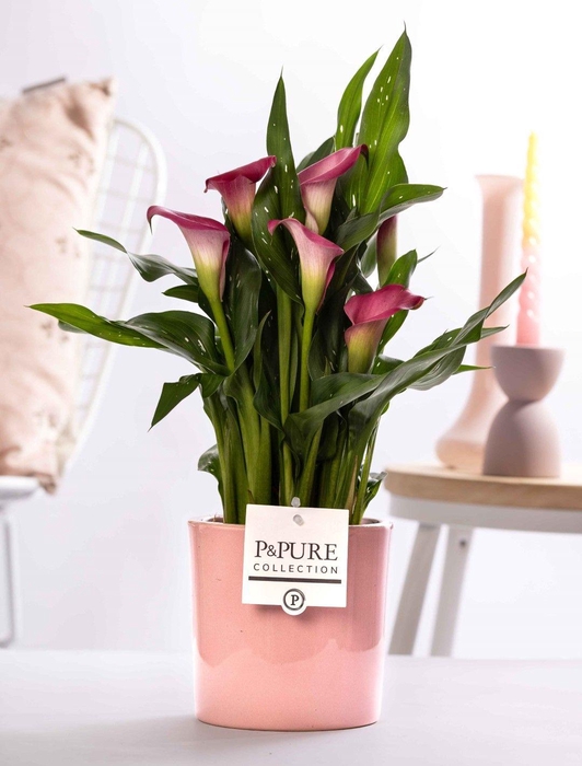 <h4>Zantedeschia pink in P&PURE Essential ceramics pink</h4>