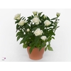 Rosa Jewel Patio White 17cm