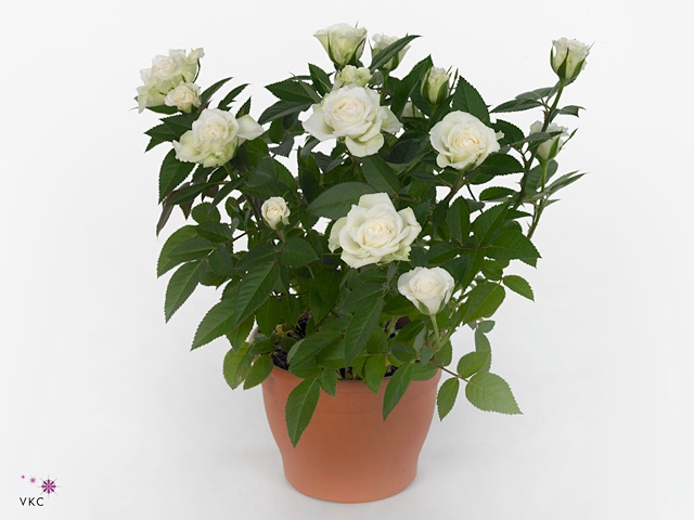 Rosa Jewel Patio White 17cm