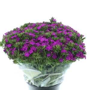 Di Barb Amazon Purple Super