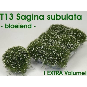 SAGINA SUBULATA