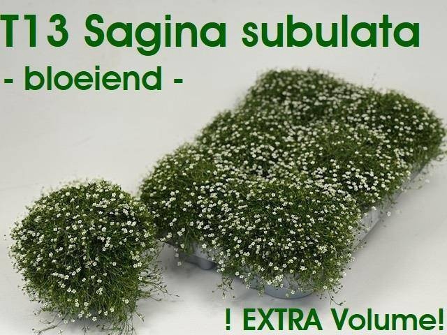 <h4>SAGINA SUBULATA</h4>