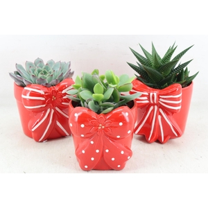 arr3 Demi - Strikpot x6