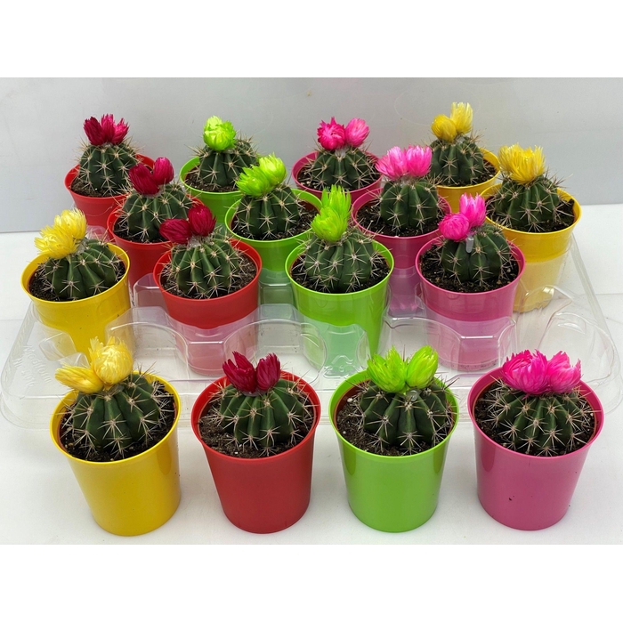 <h4>CACTUS VERSIERD</h4>