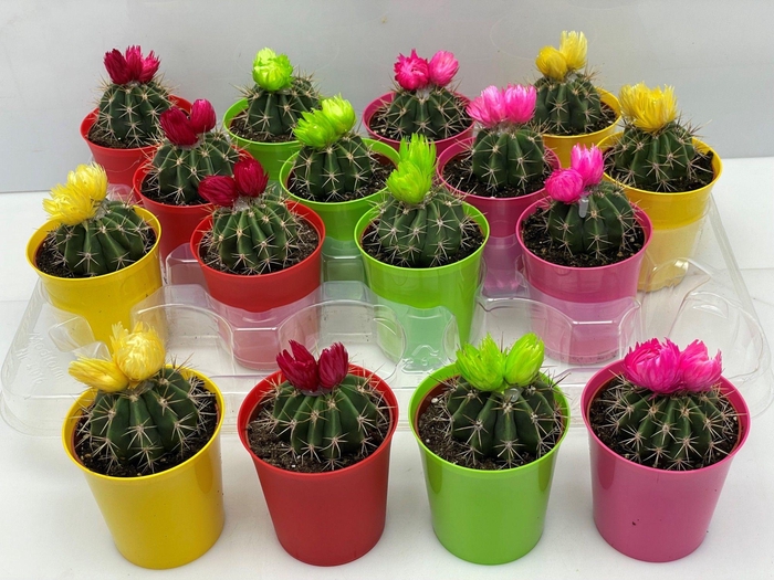 CACTUS VERSIERD