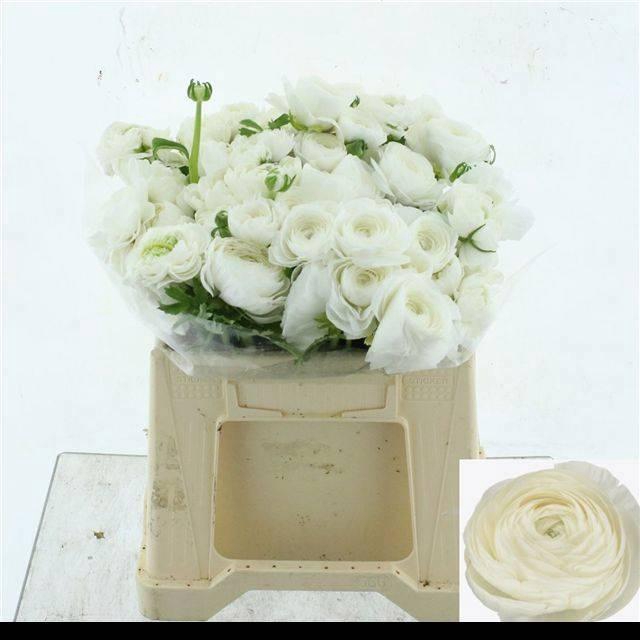 <h4>RAN SU NIVEO</h4>