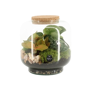 90614: Terrarium arrangement