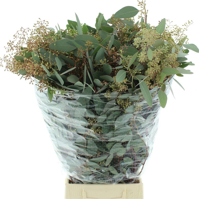 <h4>Euca Populus Berries Long 350gr</h4>