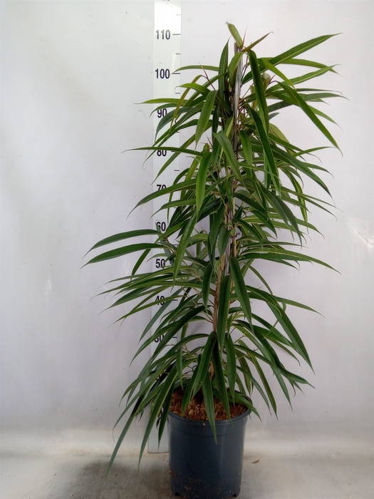 <h4>Ficus binn. 'Alii'</h4>