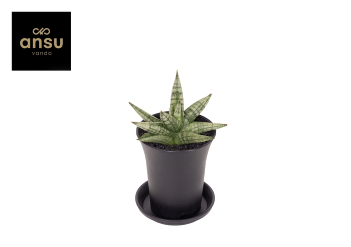 <h4>Sansevieria Inti Mini No. 4 in sierpot</h4>