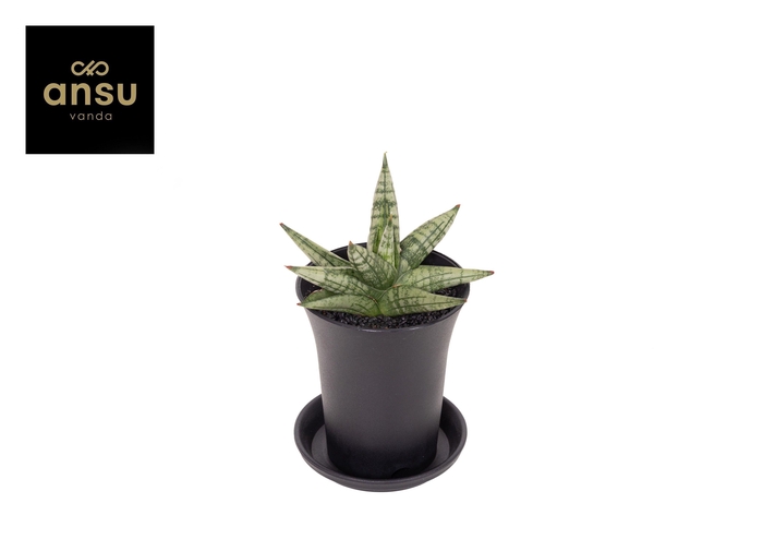 <h4>Sansevieria Inti Mini No. 4 in sierpot</h4>