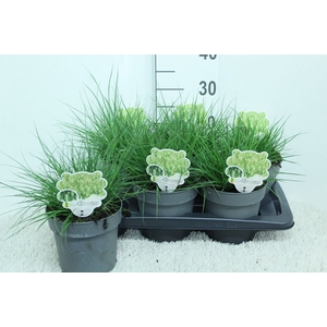 Pennisetum alopec. 'Little Bunny'