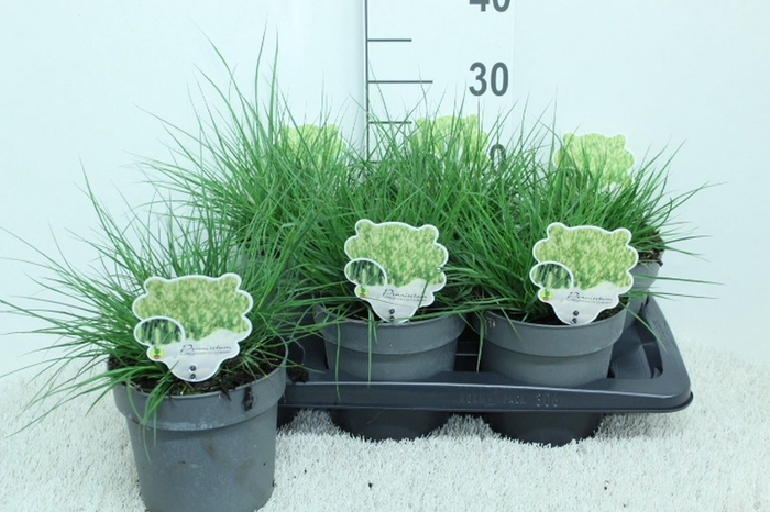<h4>Pennisetum alopec. 'Little Bunny'</h4>