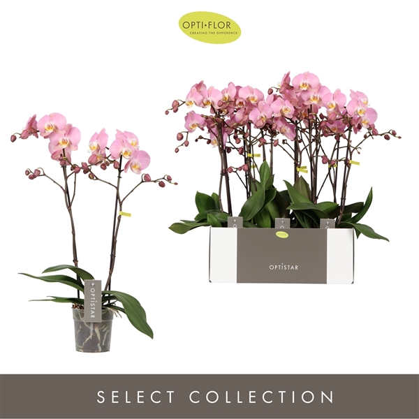 Phalaenopsis Anthura Padova