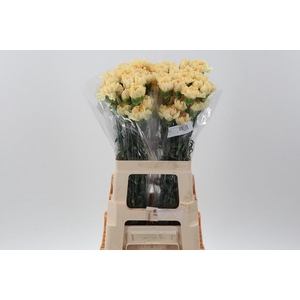 Di St CL Gold Minami