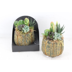 arr3 AD - Steen Milo