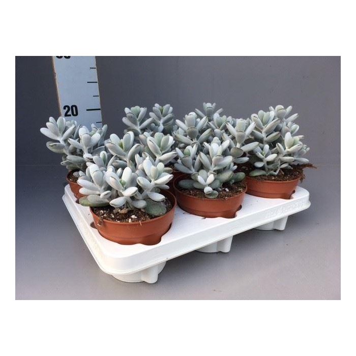 <h4>Cotyledon  'Coral'</h4>