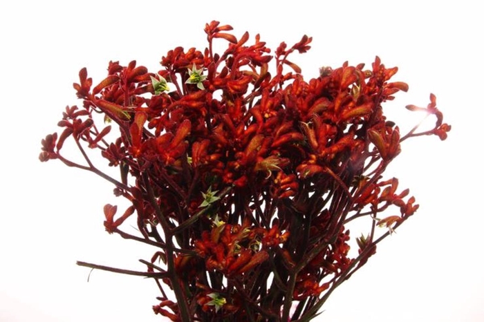 <h4>ANIGOZ EARLY SPRING</h4>