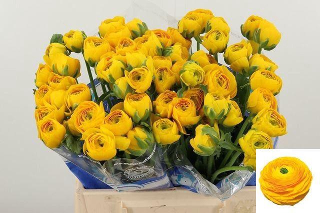 <h4>RAN SU 122GIA</h4>