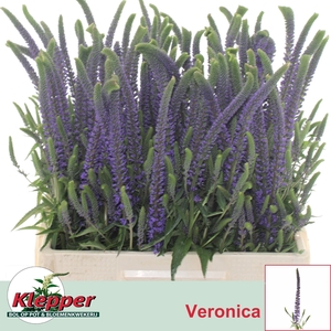VERON L PACIF OCEAN