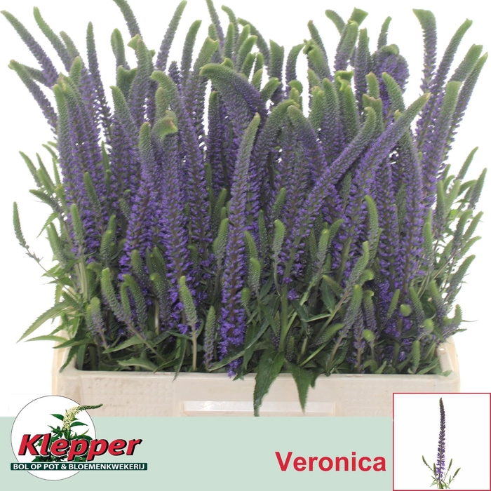 <h4>VERON L PACIF OCEAN</h4>