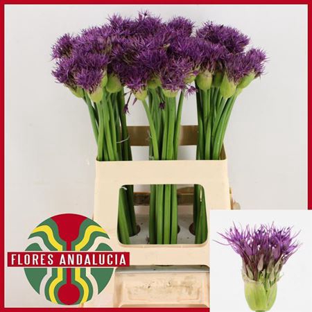 ALLIUM PURPLE RAIN