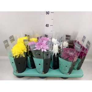 Chrysanthemum  'Supernova'  ..mix