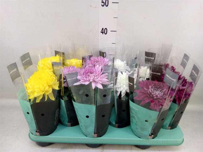 <h4>Chrysanthemum 'Supernova' ..mix</h4>