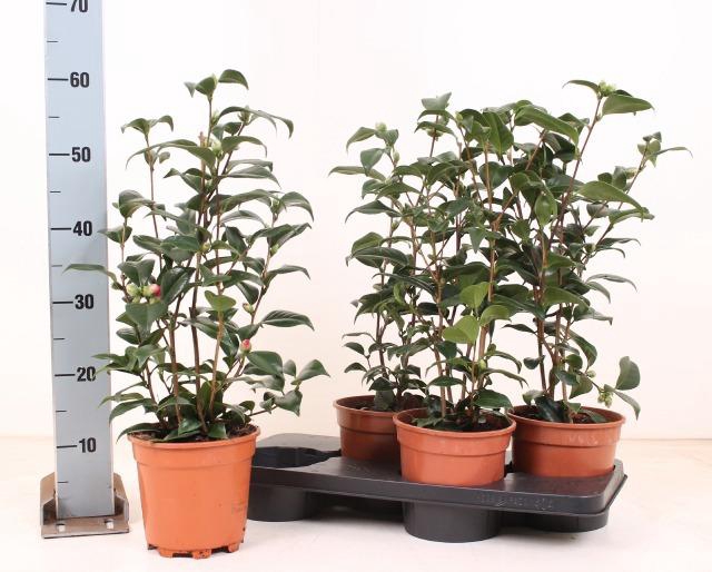 <h4>Came Japonica</h4>