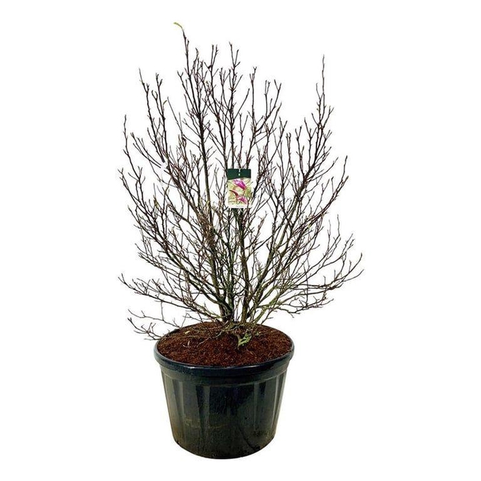 <h4>Magnolia 'Susan'</h4>