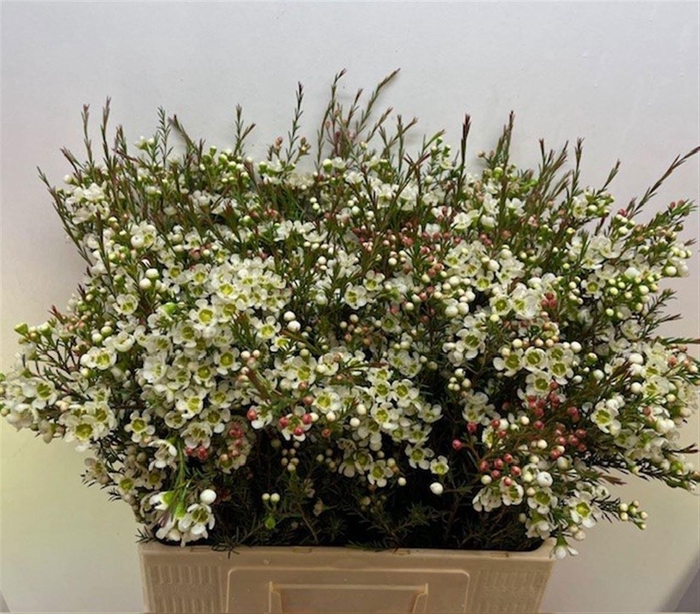 <h4>CHAME ME SIRIUS</h4>