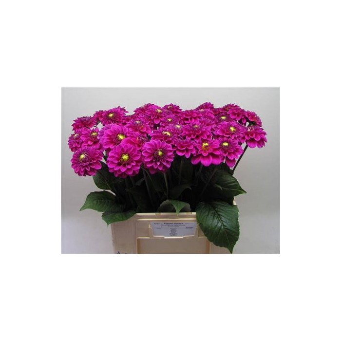 <h4>Dahl Ball Purple Fox</h4>