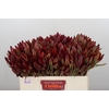 Leucadendron Jester
